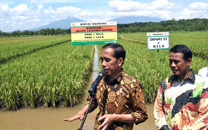 Presiden Minta Kementan `Mapping` Perluasan Lahan Minapadi Jajar Legowo Super